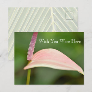Carte Postale Fleur d'anthurium rose Kauai Hawaii