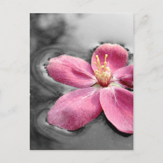Carte Postale Fleur d'Apple (Devant)