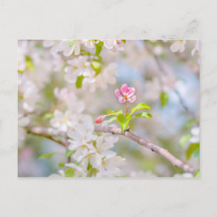 Carte Postale Fleur d'Apple - Beauté