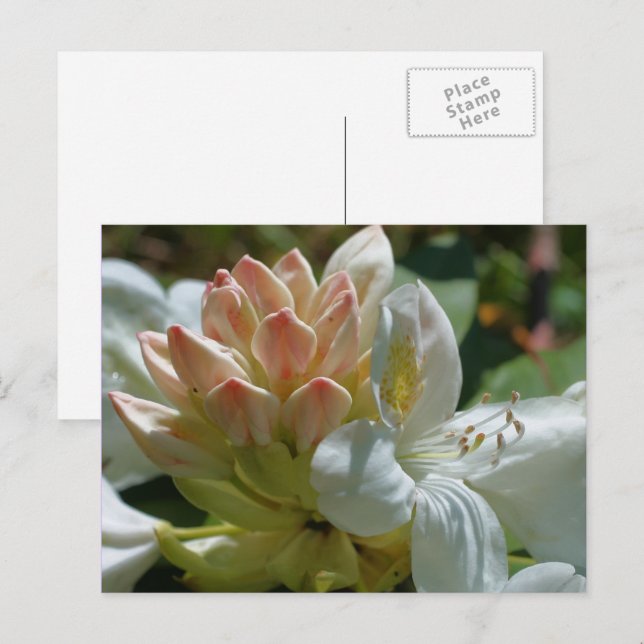 Carte Postale Fleur d'Azalée Blanche (Devant / Derrière)