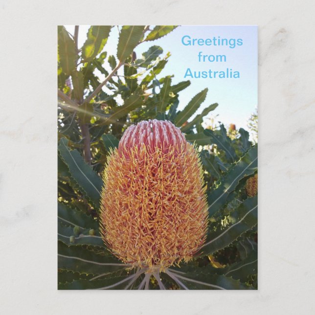 Carte Postale Fleur de Banskia Australie occidentale (Devant)
