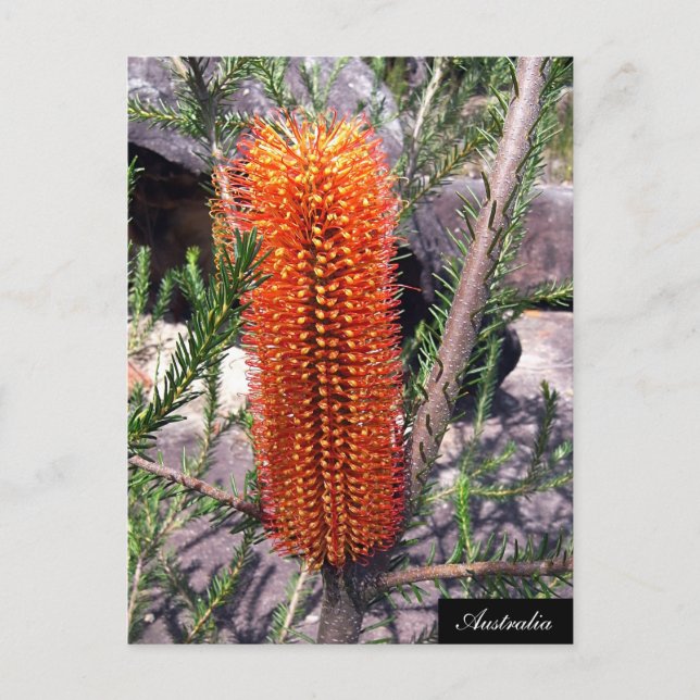 Carte Postale Fleur de Brosse à Bouteille, Buisson de printemps, (Devant)