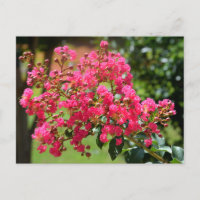 Fleur de buisson à myrte de crêpe vibrante