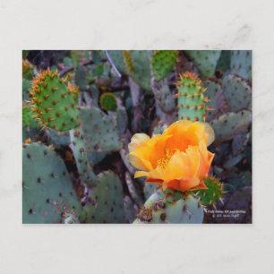 Carte Postale Fleur de cactus à poires orange