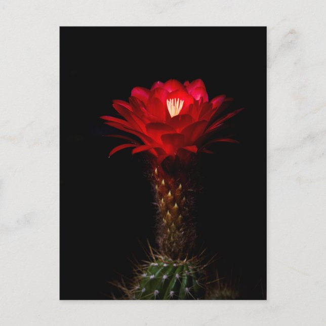 Carte Postale Fleur de cactus à torche rouge (Devant)