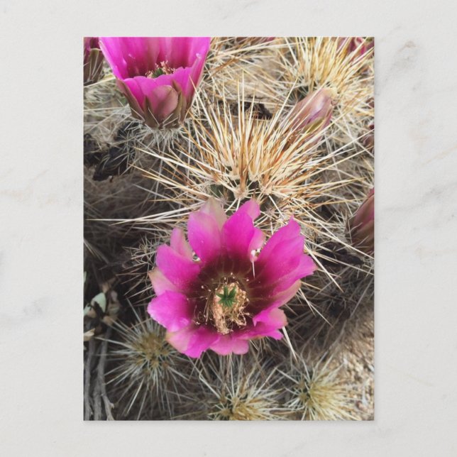 Carte Postale Fleur de cactus rose (Devant)