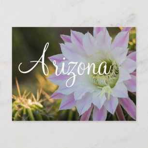 Carte Postale Fleur de cactus violet et blanc, Arizona