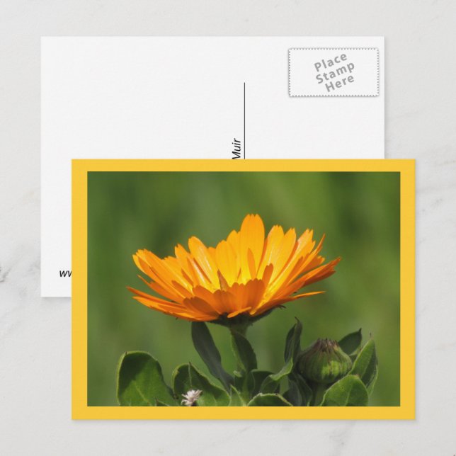 Carte postale - Fleur de Calendula (Devant / Derrière)
