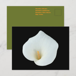 Carte Postale Fleur de calla blanc dans le jardin de la cour arr