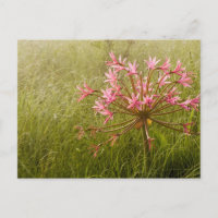 Fleur de candélabre (Brunsvigia Radulosa)