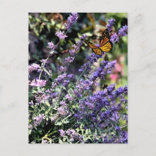 Carte Postale Fleur de cataire violette avec papillon