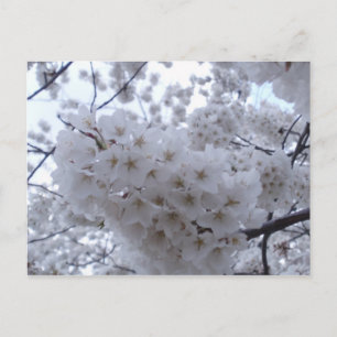 Carte Postale Fleur de cerise