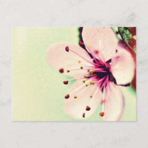 Carte Postale Fleur de cerise