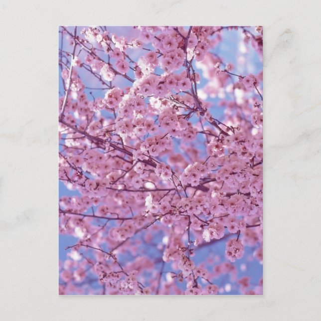 Carte Postale Fleur de cerise (Devant)