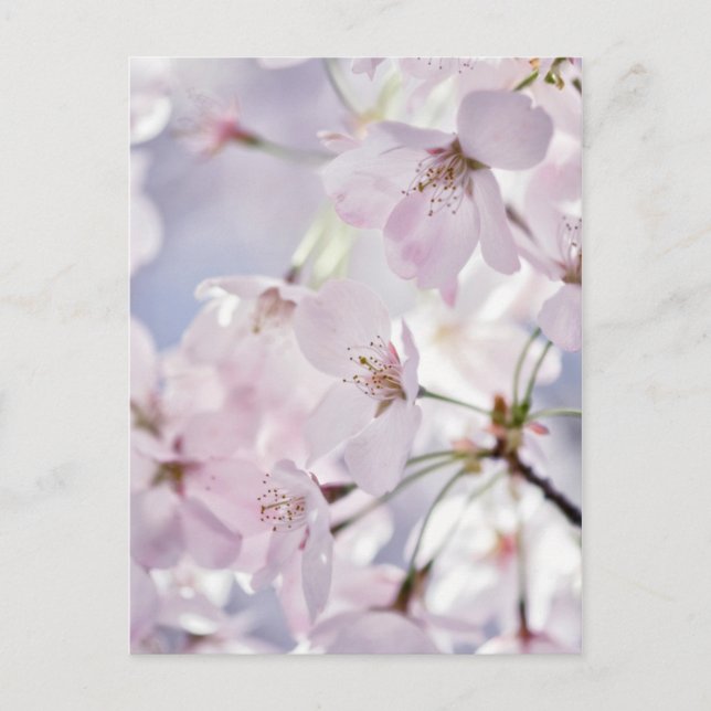 Carte Postale Fleur de cerise (Devant)