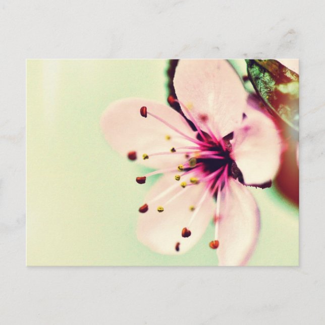 Carte Postale Fleur de cerise (Devant)