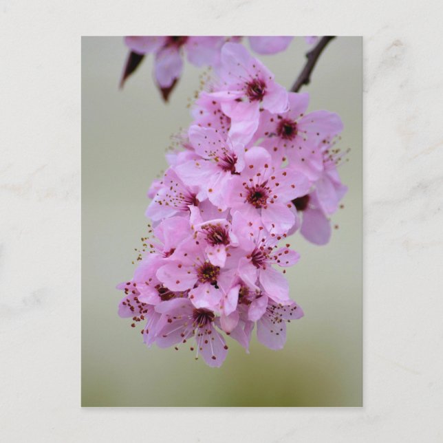 Carte Postale Fleur de cerise (Devant)