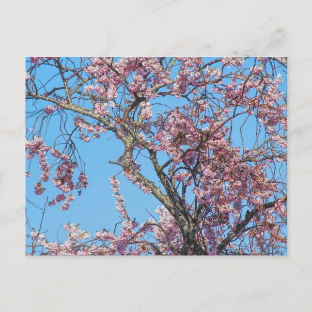 Carte Postale Fleur de cerisier. Cardiff, Wales (Devant)