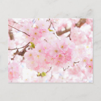 Carte Postale Fleur de cerisier d'arbre rose