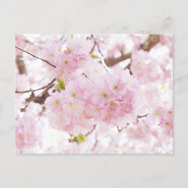 Carte Postale Fleur de cerisier d'arbre rose (Devant)