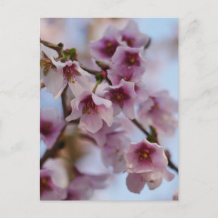 Carte postale Fleur de cerisier rose
