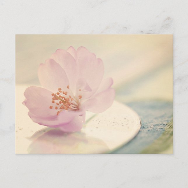Carte Postale Fleur de cerisier rose tendre (Devant)