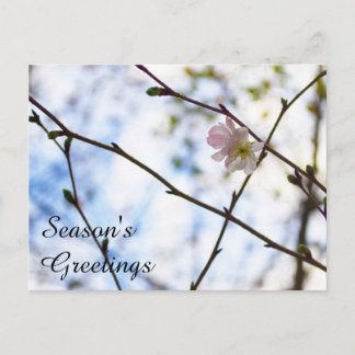 Carte Postale Fleur de cerisier Sakura sur une branche
