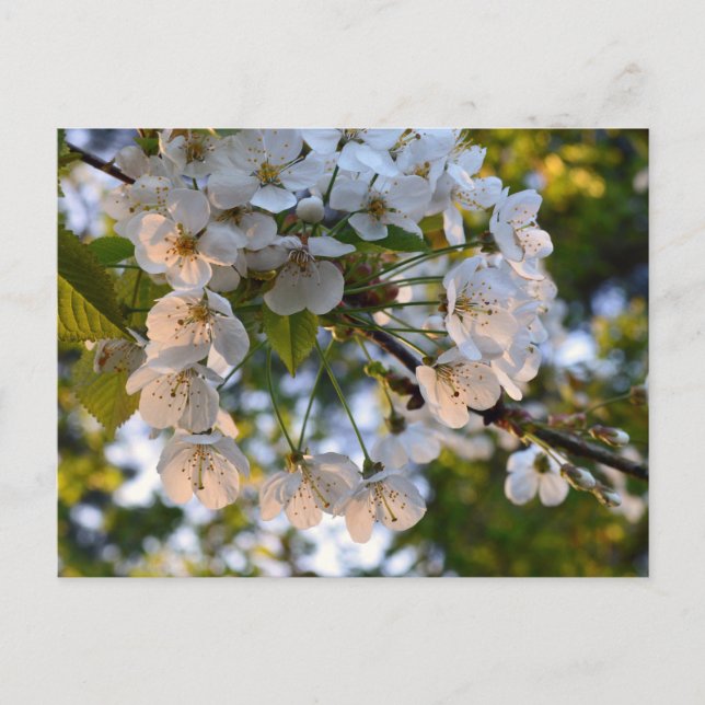 Carte Postale Fleur de cerisier sauvage (Devant)