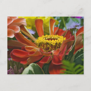 Carte Postale fleur de chrysanthème