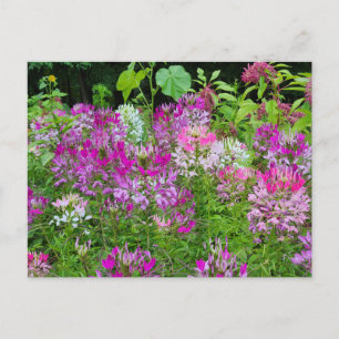 Carte Postale Fleur de Clé ou Araignée - Rose violet blanc