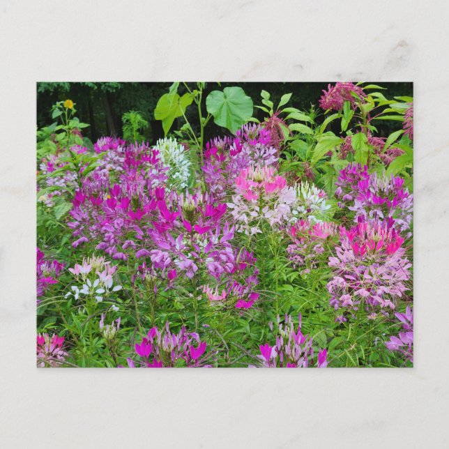 Carte Postale Fleur de Clé ou Araignée - Rose violet blanc (Devant)
