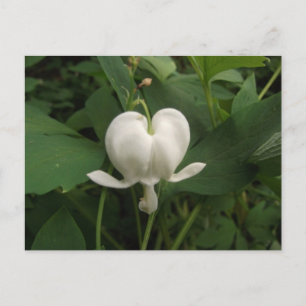 Carte Postale Fleur de coeur saignante