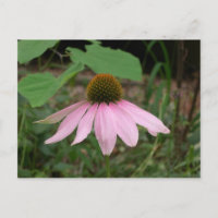Fleur de cône