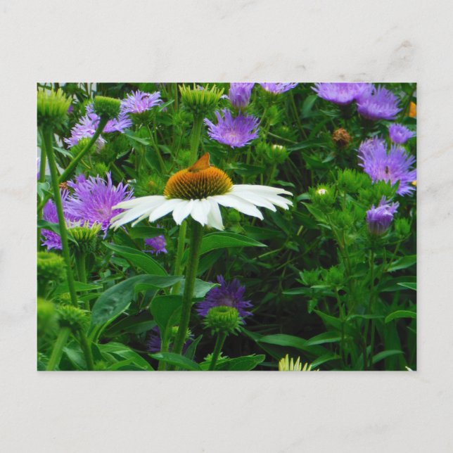 Carte Postale Fleur de cône blanc, fleurs violettes et papillon  (Devant)