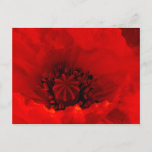 Carte Postale Fleur de coquelicot