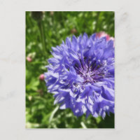 Fleur de corail bleu