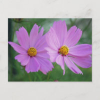 Fleur de cosmos