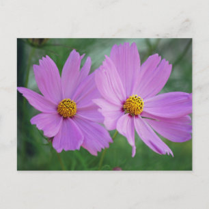 Carte Postale Fleur de cosmos