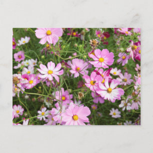 Carte Postale Fleur de Cosmos (Bidens Formosa). Kirkwood