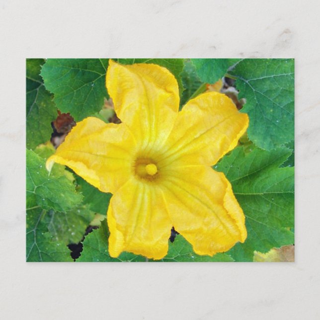 Carte Postale Fleur de courgettes (Devant)
