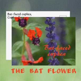 Carte Postale Fleur de cuphea à face de chauve-souris Photograph