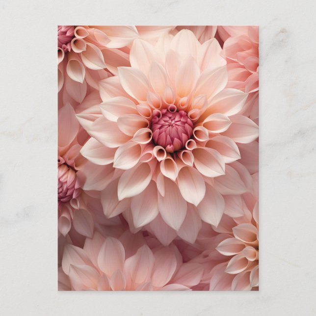 Carte Postale fleur de dahlia de couleur pastel doux (Devant)