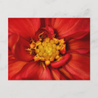 Fleur de Dahlia Orange