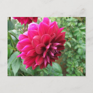 Carte Postale fleur de dahlia rouge, bourgeon, photo, vert, cycr