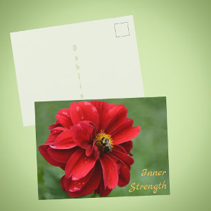 Carte Postale Fleur de Dahlia rouge et abeille photographique
