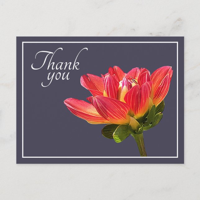 Carte Postale Fleur de Dahlia Rouge Fond Gris Merci (Devant)
