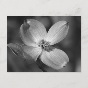 Carte Postale Fleur de Dogwood rose