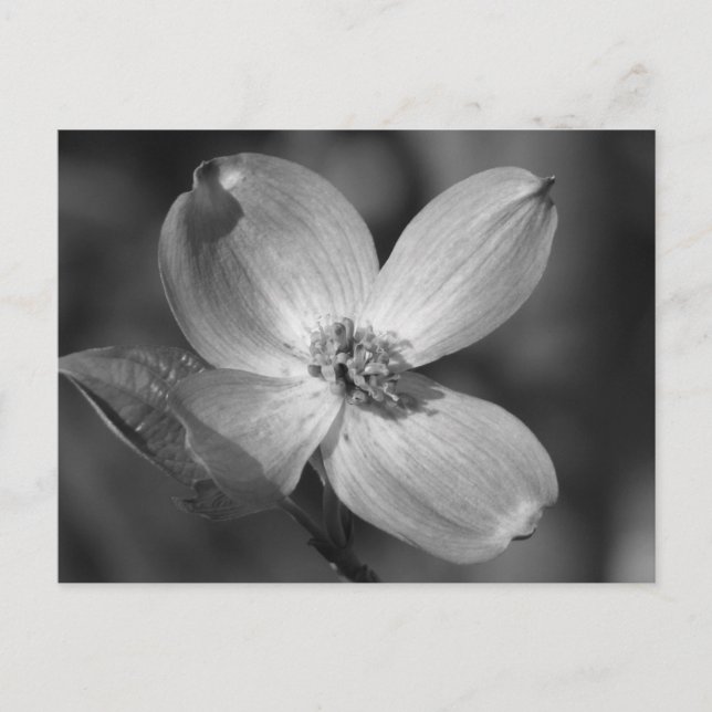 Carte Postale Fleur de Dogwood rose (Devant)