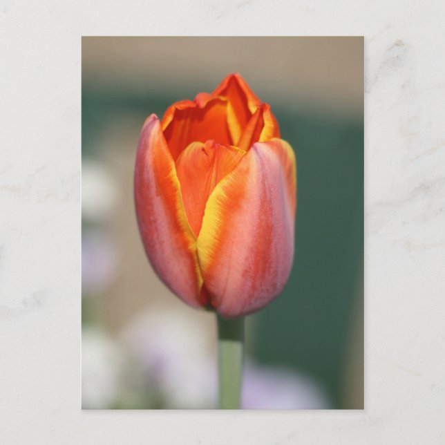 Carte Postale Fleur de feu (Devant)