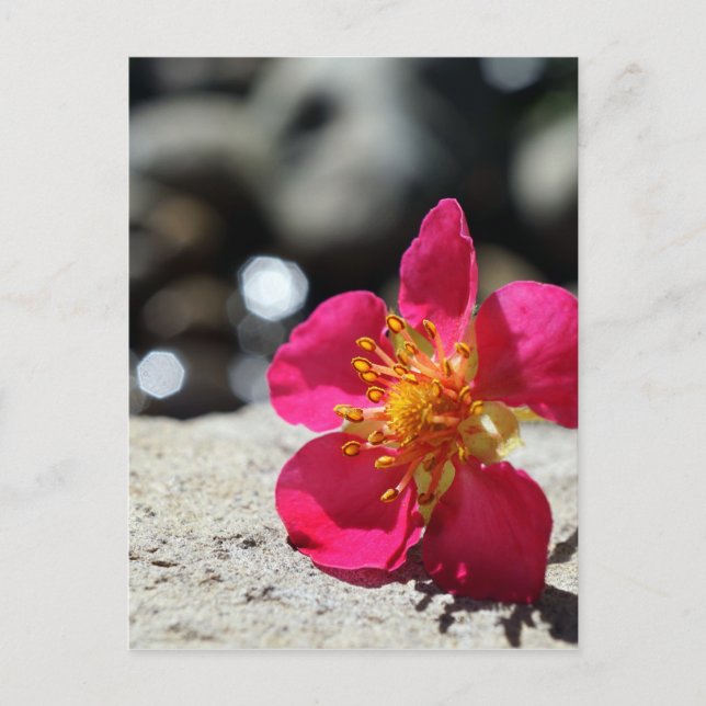 Carte Postale Fleur de fraise rose Photo (Devant)